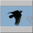 Corvus corone corone - Rabenkraehe 09.jpg